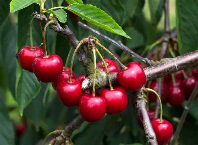 Best way to lose belly fat - Without Dieting 22 Tips 3 Berries, Loaded With Antioxidants